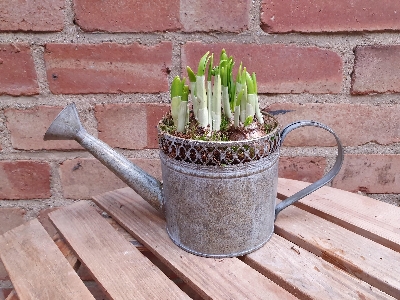 Spring watering can with chocolates