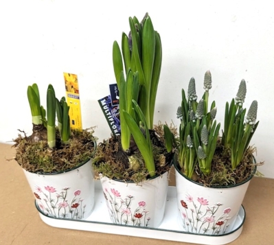 Trio of spring bulbs window sill zinc