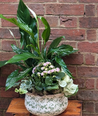 Vintage bowl of indoor plants