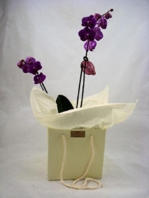 Phalaenopsis orchid in ceramic