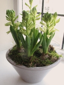 Round ceramic hyacinth bowl