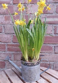 Spring watering can with chocolates