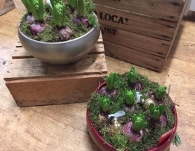 Rotund bulb bowl