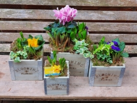 Square planted wooden crate