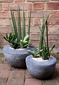 Modern succulent bowl