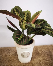 Maranta in Kew garden pot