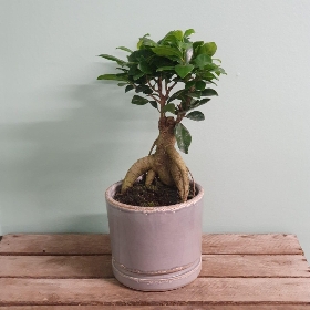 Ficus ginseng in ceramic