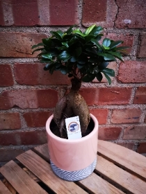 Ficus ginseng in ceramic