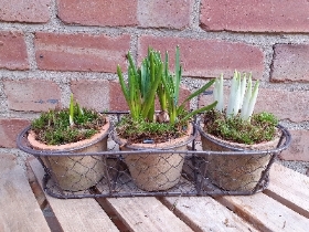 Trio of terracotta spring planter