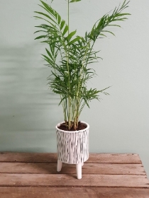 Parlour palm in legged modern ceramic with chocolates