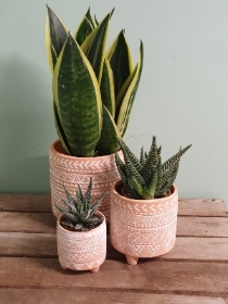 Trio or Duo of houseplants in Mexican planters