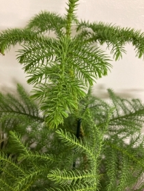 Araucaria