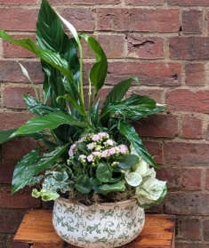 Plant special